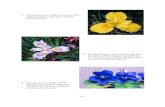 1 Pacifica iris hybrid 768. Natural (1994)978-3-211-27492... · 2017. 8. 27. · 1 George Gessert, Pacifica iris hybrid 768. Dokumentiert in der Serie Natural Selection (1994) 3 George