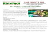 Fact Sheet Series 1 Plants - Wisconsin Public RadioThe global hazelnut industry is based on European hazelnut (Corylus avellana), but the currently available culvars of European hazelnut