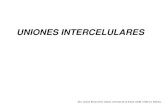UNIONES INTERCELULARES - Iniciosgpwe.izt.uam.mx/.../1.4_b_Uniones_intercelulares.pdfUniones de Comunicación: •Uniones en hendidura, (Gap) permite el paso demoléculas pequeñas