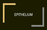 EPITHELIUM · 2021. 3. 1. · 4.NervousTissue. 1. Covering, lining, and protecting surfaces (skin/epidermis) 2. Absorption (intestinal lining) 3. Secretion (glands) Characteristic