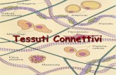 Connective tissue proper · 2016. 12. 2. · Cos’è il Connettivo? •Il tessuto connettivo forma un continuo con il tessuto epiteliale, muscolare, nervoso e con le altre componenti