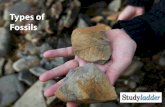 Types Of Fossils - Studyladder...Cast Fossils Cast fossils refer to the fossils that form inside a mould. A plant or animal, completely buried in sediment, will take up space as the