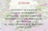 GLYCOLYSIS• b) Hexose monophosphate pathway: for production of ribose, deoxyribose • and NADPH + H+ • c) Uronic acid pathway, for production of glucuronic acid, which is used