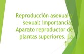 Reproducción asexual y sexual: importancia. Aparato ......Estambres: Aparato reproductor masculino. Formado por filamentos y anteras productoras de polen. Pistilo o carpelo: Ap. Reproductor