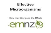 Effective Microorganisms - Avoca · 2019. 8. 7. · EM is an advanced microbial inoculant with beneficial bacteria and fungi that jumpstarts and/or restores the beneficial biology