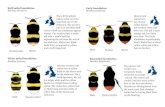 Buff-tailed bumblebee Bombus terrestris ... Queen Buff-tailed bumblebee Bombus terrestris Male Queen/worker