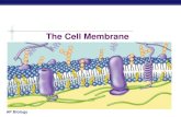 The Cell Membrane - Mrs. Chassard's Biology...AP Biology Cell membrane defines cell Cell membrane separates living cell from aqueous environment thin barrier = 8nm thick Controls traffic