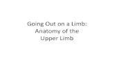 Going Out on a Limb: Anatomy of the Upper Limb · 2015. 10. 28. · Anatomy of the Upper Limb . Lecture 1 . Text figures from: MD: Moore and Dalley, Clinically Oriented Anatomy 5th