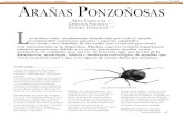 Arañas Ponzoñosas - CORE · 2019. 9. 12. · Viuda negra Género Lactrodectus Walckenaer. Nombres vulgares. Viuda negra, rastrojera, araña del lino, mico-mico, etcétera. Durante