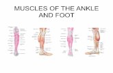 MUSCLES OF THE ANKLE AND FOOT - EIUcfje/2440/ankle-muscles.pdf · 2006. 11. 30. · • Insertion: navicular, cuneiforms, and cuboid bones and bases of the 2nd-5th metatarsal bones.
