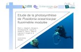 Etude de la photosynthèse de Posidonia oceanica par fluorimétrie … · 2021. 2. 16. · Etude de la photosynthèse de Posidonia oceanica par fluorimétrie modulée … méthode