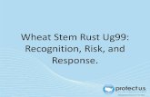Wheat Stem Rust Ug99: Recognition, Risk, and Response....Hosts . Image Citations: Leslie J. Mehrhoff, University of Connecticut, Bugwood.org, #5448929 and Wikimedia Commons. Wheat