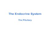 The Endocrine System · 2021. 1. 26. · The Endocrine System The Pituitary. High mag of the Anterior Pituitary – note eosinophilic and basophilic cells. High mag of the Posterior