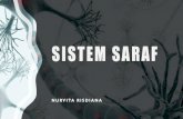 SISTEM SARAF - UMY · PDF file 2020. 11. 11. · SISTEM SARAF Sistem saraf mempertahankan Homeostasis sistem saraf bertanggung jawab terhadap persepsi, perilaku, memori menginisiasi