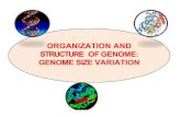 ORGANIZATION AND STRUCTURE OFGENOME: GENOME ......Genome organization in eukaryotes •Much greater complexity than prokaryotes a. much more DNAin cells • Many proteins specifically