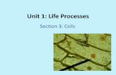Unit 1: Life Processes - Weeblyjohnstonsd36.weebly.com/uploads/2/1/3/3/21338878/unit_1... · 2020. 2. 29. · 1.Providing structureand form 2.Forming a barrierbetween the cell and