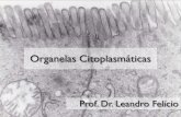 Organelas citoplasmáticas - COPE Nexus...• Organelas que estão relacionadas à orientação da divisão celular; • São responsáveis pela formação dos cílios e flagelos,