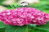 1- Willowbend Bareroot Catalog 2019...Hydrangea p. ‘Mega Mindy’ Large white flowers. Flowers turn pink in fall. Very hardy. Zone: 3-8 Height: 4.5’-5.5’ Width: 4’-6’ Royalty:
