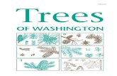 Trees - Washington State University - Pullman, Washington