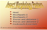 Head Mouthparts 1 Mouthparts 2 Thorax and abdomen 1 Thorax and