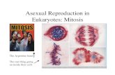 Asexual Reproduction in Eukaryotes: Mitosis