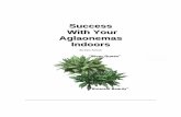 Success With Your Aglaonemas Indoors - International Aroid Society