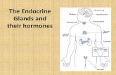 The Endocrine Glands and their hormones - Corner Brook Regional