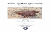NM Boreal Toad Recovery Plan Final