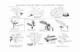 KNOW YOUR HILL COUNTRY OAKS - Texas Oak Wilt |