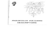 Phaseolus vulgaris descriptors - Bioversity International
