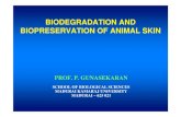 BIODEGRADATION AND BIOPRESERVATION OF ANIMAL SKIN