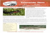 Salamander News - PARC · 2019. 8. 28. · Salamander (Salamandra salamandra) in the Netherlands. Extensive research efforts over the past decade have helped ... style of t-shirt,
