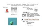 Mitochondrial respiration in algae : from mitochondrial …...Marc Boutry Hervé Degand UNAM, Mexico Diego Gonzalez-Halphen Myriam Vazquez-Acevedo Alexa Villavicencio-Queijeiro Héctor