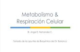 Metabolismo & Respiración Celular...Tomado de los apuntes de Bioquímica del Dr. Barranco Metabolismo & Respiración Celular Conjunto de reacciones enzimáticas que son desencadenadas