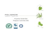 Proyecto Sostenible Palma Africana Poligrow Colombia · PDF file Palma Africana Ricino Jatropha Proyecto Sostenible Poligrow Colombia SAS . 2 ... dentro de una plantación de palma