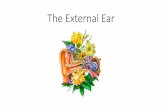 The External Ear · ear canal (e.g., stenosis, impacted cerumen), hearing aid or ear plug use, self-induced trauma (e.g., by cotton swabs), and swimming, secondary to chronic middle