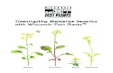 Investigating Mendelian Genetics with Wisconsin Fast Plants¢â€‍¢ ... 4 Investigating Mendelian Genetics