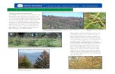 Signs of Western Spruce Budworm Damage