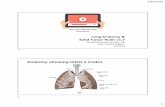 Lung Anatomy Solid Tumor Rules v1 - University of Iowa