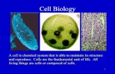 Biology - Weebly