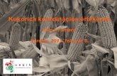 Kukorica koordinációs értekezlet - gov.hu