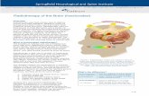 Radiotherapy of the Brain (fractionated)