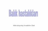 Mikrobiyoloji Anabilim - cdn.istanbul.edu.tr