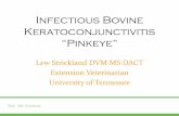 Infectious Bovine Keratoconjunctivitis “Pinkeye”