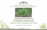 PLANTAGO MAJOR ve PLANTAGO LANCEOLATA - Ankara
