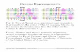 Genome Rearrangements - DIMACS