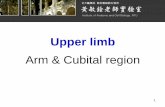 ARM & Cubital region