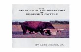 United Braford Breeders – Advancing the Braford Breed
