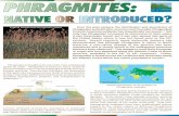 Phragmites Over the past century, the distribution and ...