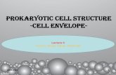 PROKARYOTIC CELL STRUCTURE -Cell envelope